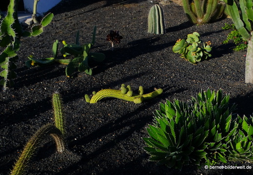 18-11-21-tahiche-privater kaktusgarten-007