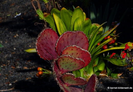 18-11-21-tahiche-privater kaktusgarten-023