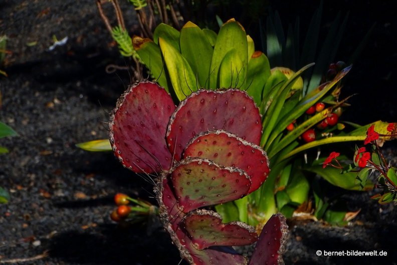 18-11-21-tahiche-privater kaktusgarten-023.JPG