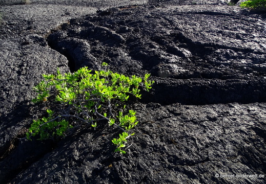 18-11-23-tahiche-105