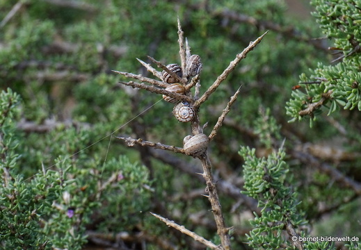 18-11-25-tahiche-umgebung-132