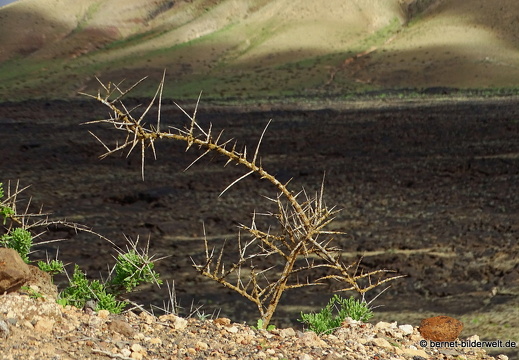 18-11-25-tahiche-umgebung-115