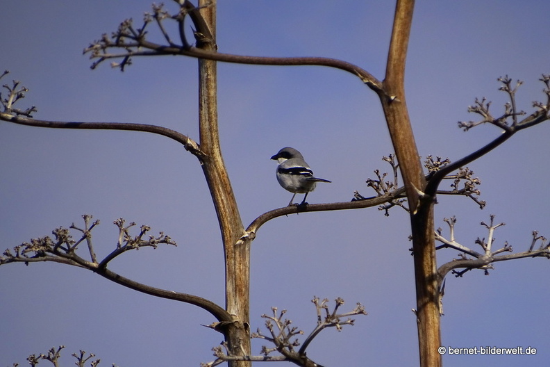 18-11-25-tahiche-umgebung-unbekannter vogel-004.JPG