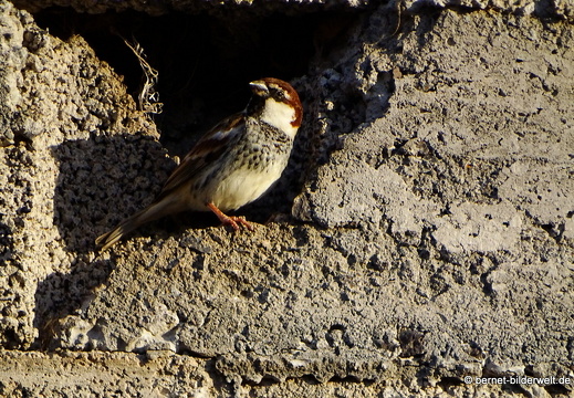 18-12-02-tahiche-unbekannter vogel-002