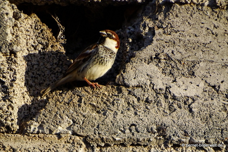 18-12-02-tahiche-unbekannter vogel-002.JPG