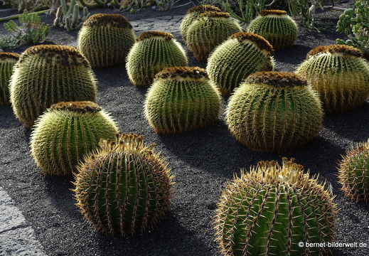 18-12-07-guatiza-kaktusgarten-017