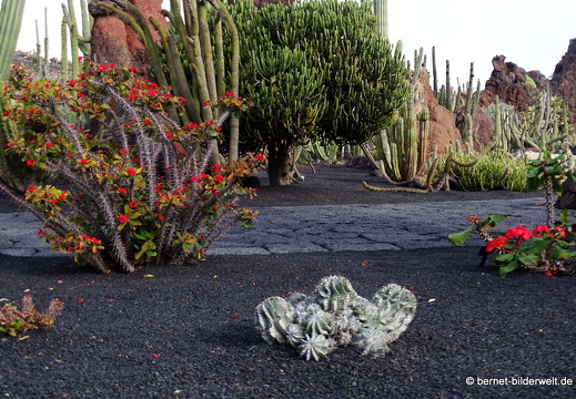 18-12-07-guatiza-kaktusgarten-027