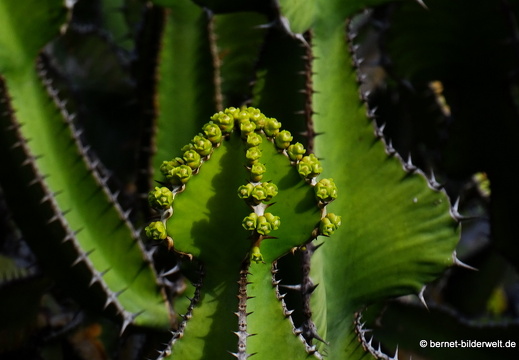 18-12-07-guatiza-kaktusgarten-036