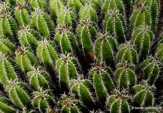 18-12-07-guatiza-kaktusgarten-037