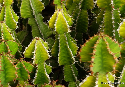 18-12-07-guatiza-kaktusgarten-041