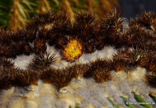 18-12-07-guatiza-kaktusgarten-054