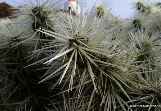 18-12-07-guatiza-kaktusgarten-057