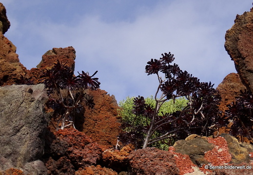 18-12-07-guatiza-kaktusgarten-060