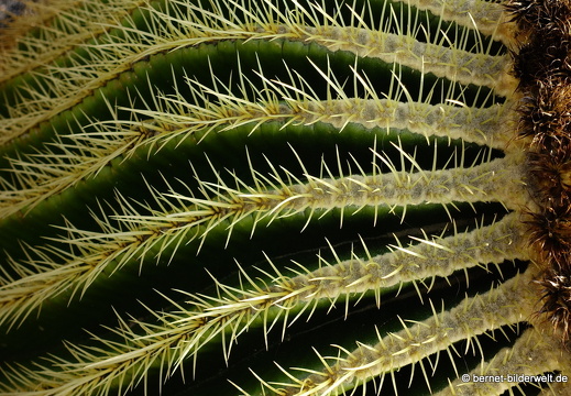 18-12-07-guatiza-kaktusgarten-063