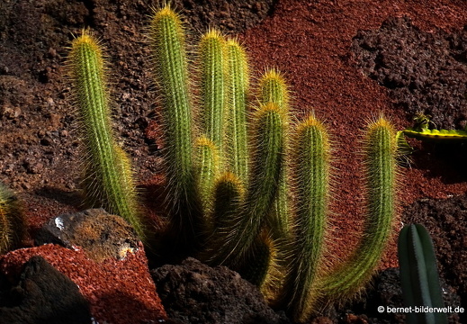 18-12-07-guatiza-kaktusgarten-065