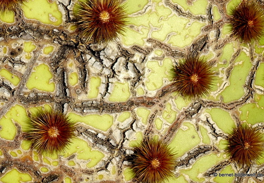 18-12-07-guatiza-kaktusgarten-066