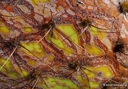 18-12-07-guatiza-kaktusgarten-068