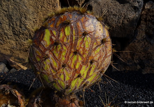 18-12-07-guatiza-kaktusgarten-069