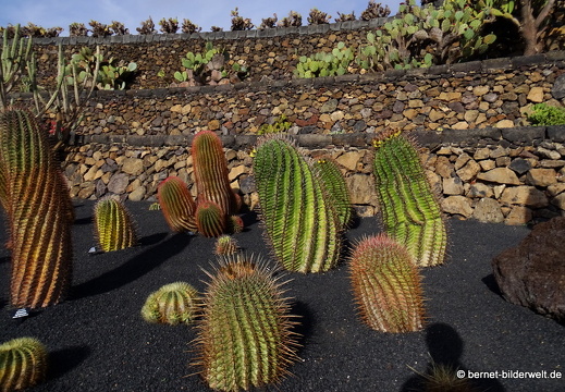 18-12-07-guatiza-kaktusgarten-070