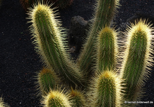 18-12-07-guatiza-kaktusgarten-074