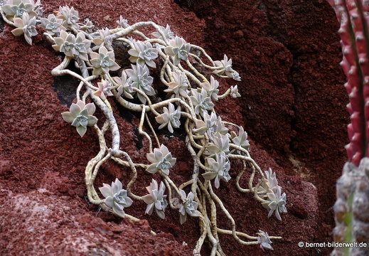 18-12-07-guatiza-kaktusgarten-078