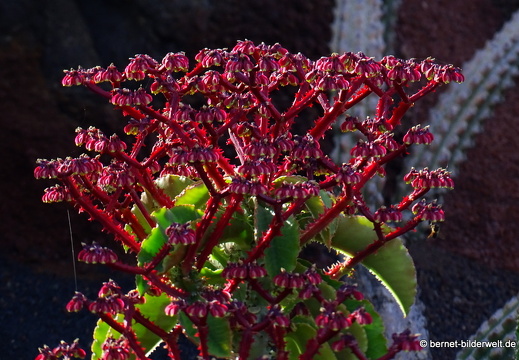 18-12-07-guatiza-kaktusgarten-080