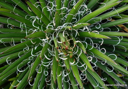 18-12-07-guatiza-kaktusgarten-081