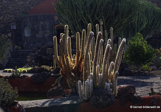 18-12-07-guatiza-kaktusgarten-098