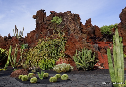 18-12-07-guatiza-kaktusgarten-101