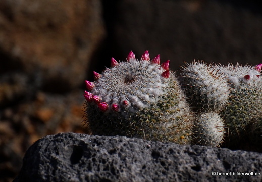 18-12-07-guatiza-kaktusgarten-141