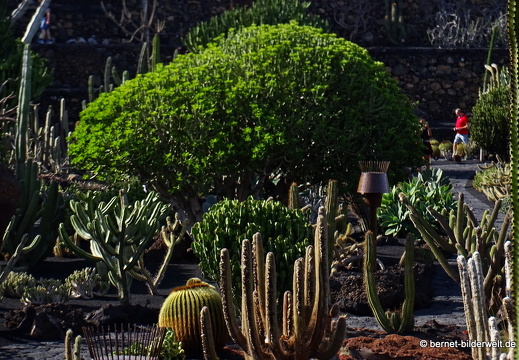 18-12-07-guatiza-kaktusgarten-146