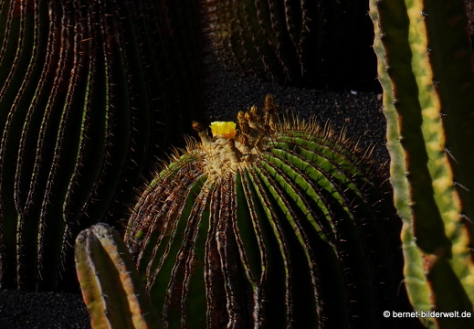 18-12-07-guatiza-kaktusgarten-144