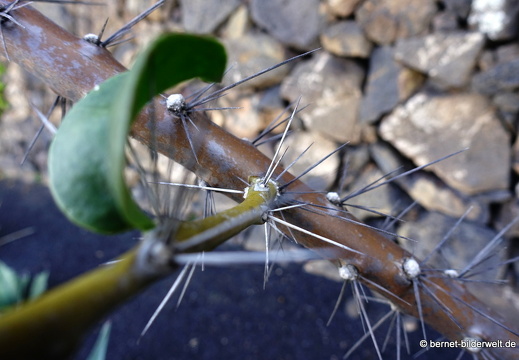 18-12-07-guatiza-kaktusgarten-153