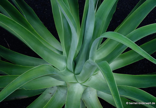 18-12-07-guatiza-kaktusgarten-151