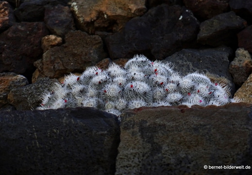 18-12-07-guatiza-kaktusgarten-159