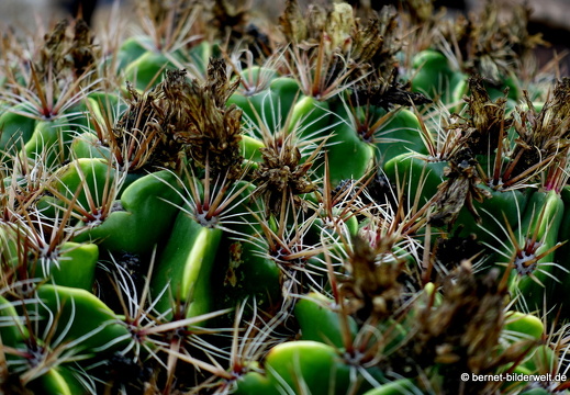 18-12-07-guatiza-kaktusgarten-160