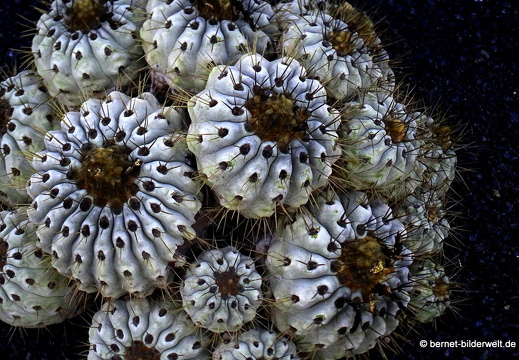 18-12-07-guatiza-kaktusgarten-161