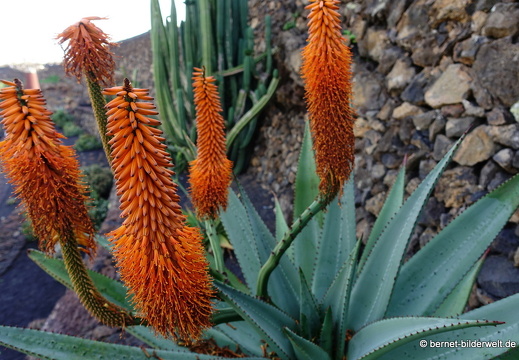 18-12-07-guatiza-kaktusgarten-182