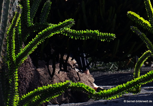 18-12-07-guatiza-kaktusgarten-197