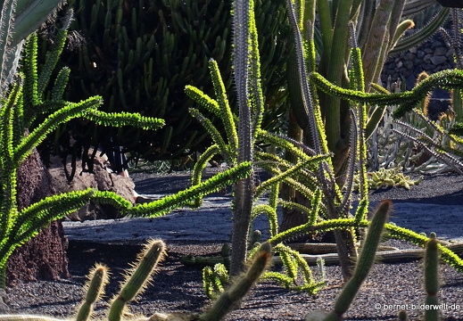 18-12-07-guatiza-kaktusgarten-196