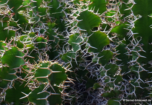 18-12-07-guatiza-kaktusgarten-209