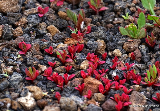 18-12-08-guatiza-046