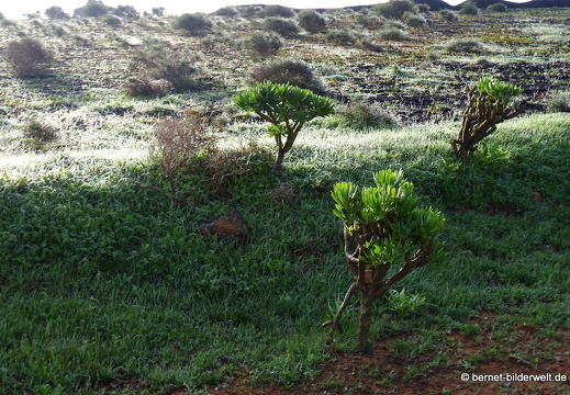 18-12-03-teseguite nach teguise-070