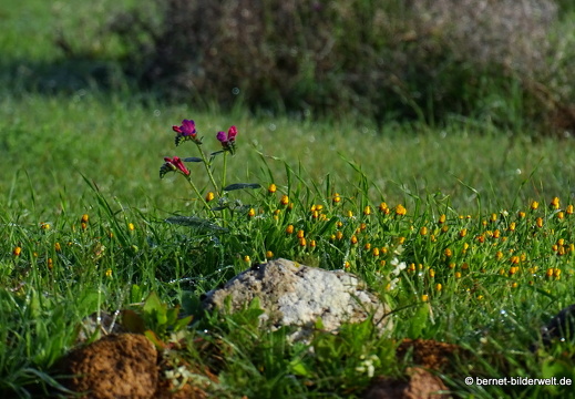 18-12-03-teseguite nach teguise-080