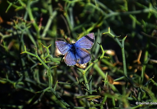 18-12-06-teseguite nach teguise-blaeuling-002