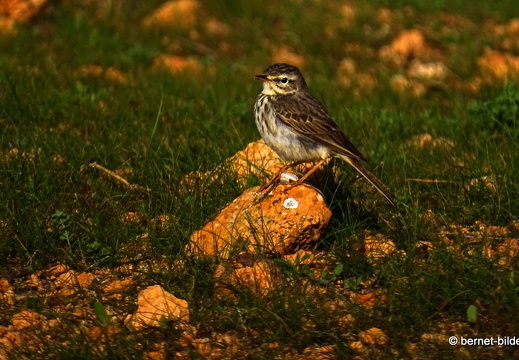 18-12-06-teseguite nach teguise-unbekannter vogel-