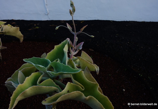 18-12-06-teseguite-kapelle-ermita de san leandro-007