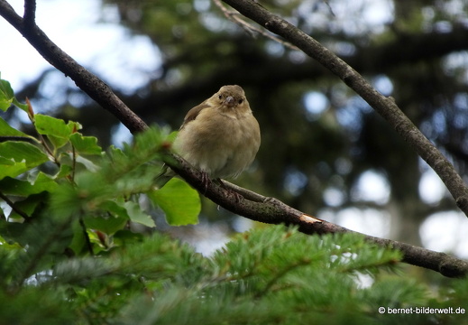 19-09-12-bad-wildbad-sommerberg-baumwipfelpfad-buchfink-