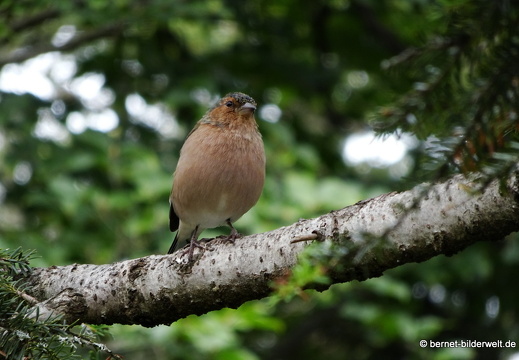 19-09-12-bad-wildbad-sommerberg-baumwipfelpfad-buchfink-008