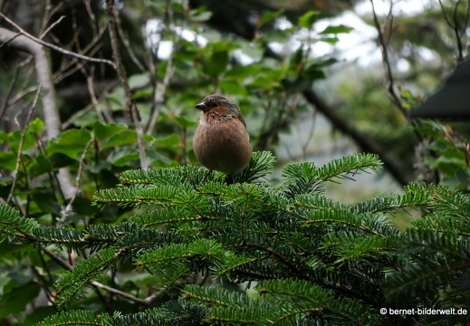 19-09-12-bad-wildbad-sommerberg-baumwipfelpfad-buchfink-001